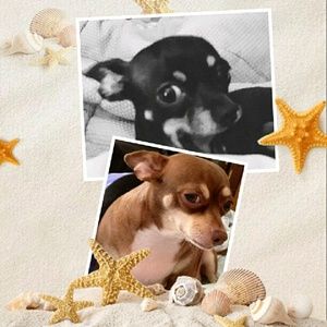 Meet your Posher, Arlene